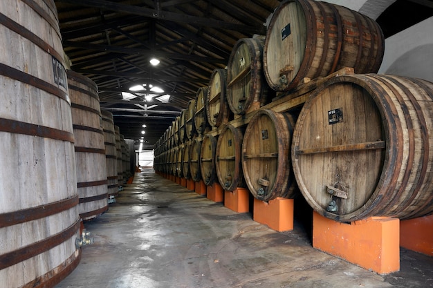 Vinha e barricas de madeira