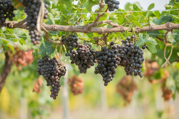 Vinha e cacho de uvas brancas no jardim da vinha.