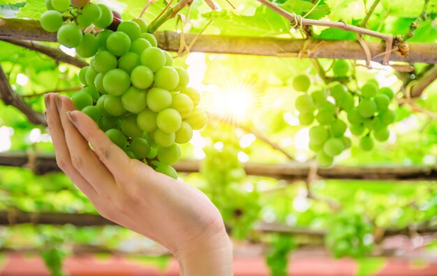 Vinha e sol da fruta verde da uva