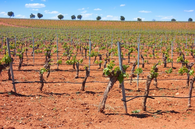 Vinha em Castela-La Mancha da Espanha