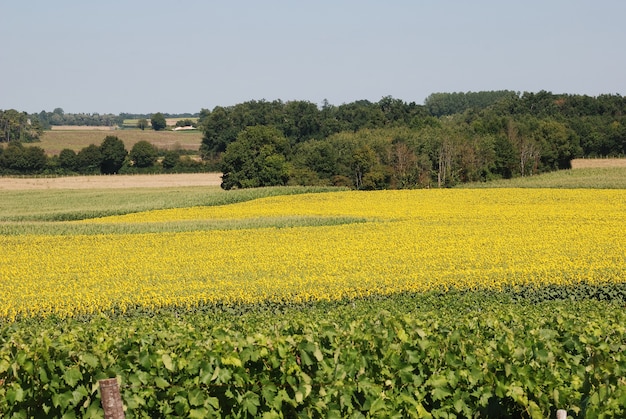 Vinha em frente a um campo de girassóis