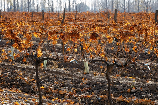 Vinha em Mendoza Argentina no inverno