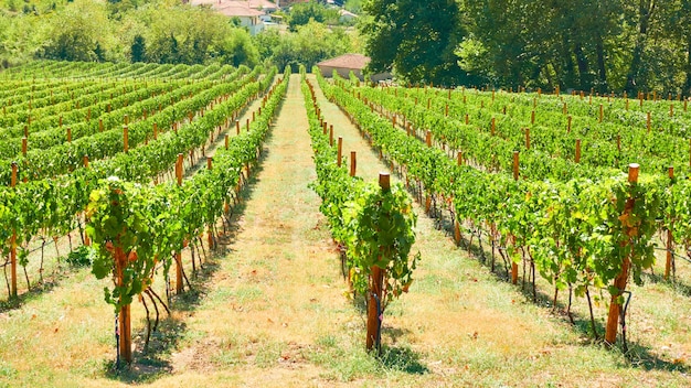 Vinha na Tessália em dia ensolarado de verão, Grécia - paisagem rural grega