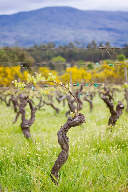 Vinha portuguesa de primavera