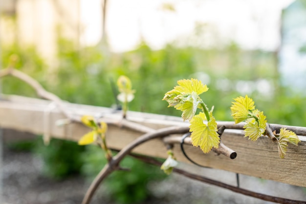 vinha, uvas jovens no jardim, horticultura e comida limitada