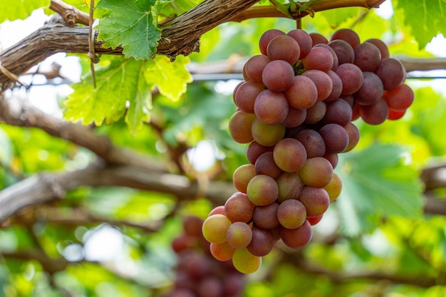 Vinha vermelha e verde no início do sol com uvas gordas colhidas carregadas esperando vinho vermelho bebida nutricional na província de Ninh Thuan Vietnã