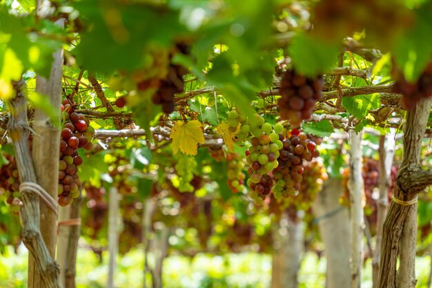 Vinha vermelha e verde no início do sol com uvas gordas colhidas carregadas esperando vinho vermelho bebida nutricional na província de Ninh Thuan Vietnã