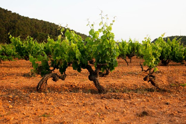 Vinhas biológicas no norte da ilha de Ibiza, perto da cidade de Sant Mateo