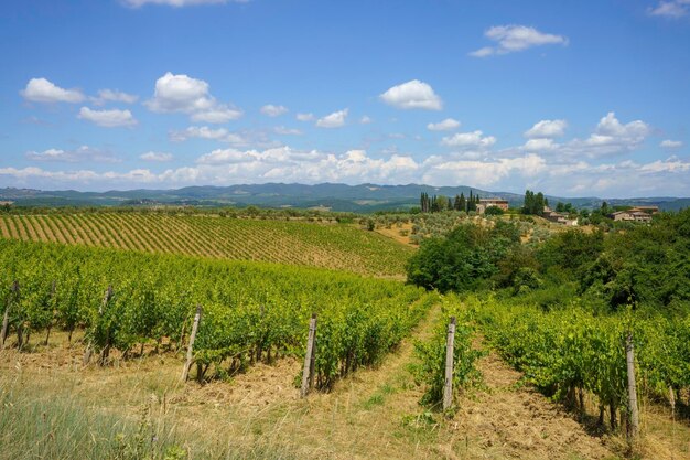 Vinhas de chianti perto de siena toscana itália no verão