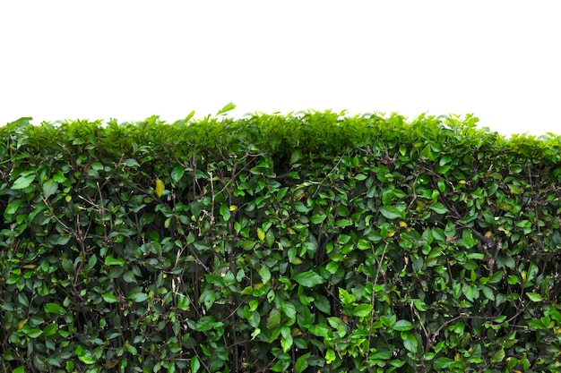 Vinhas de hera verde na parede isoladas sobre um fundo branco