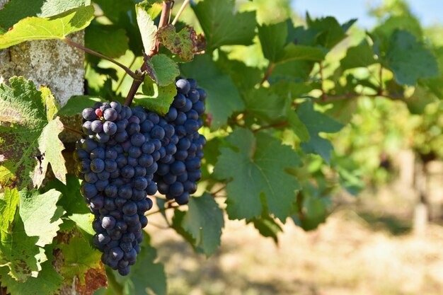 Vinhas de palava república checa região da morávia do sul região vinícola
