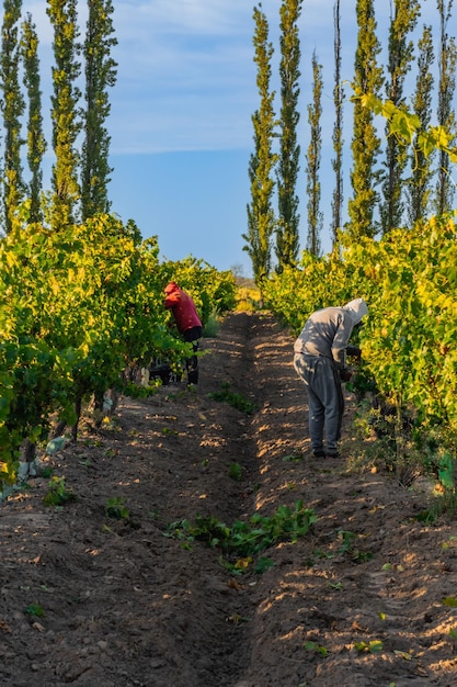 vinhas de vinho e uva