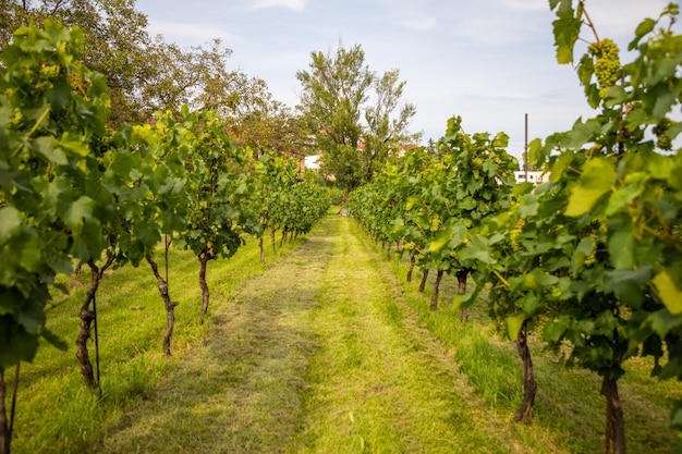 Vinhas de vinho jovens arbustos de plantação de uva na cidade de praga, república checa