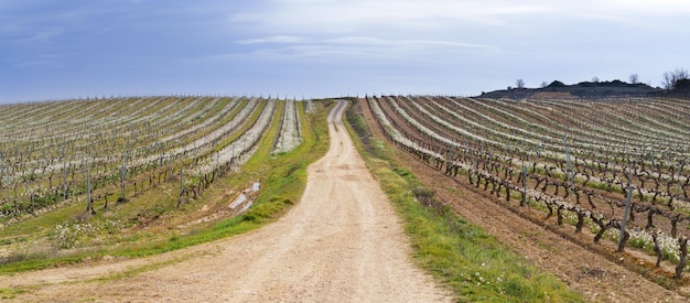 Foto vinhas e vinhas em laguardia rioja alavesa país basco