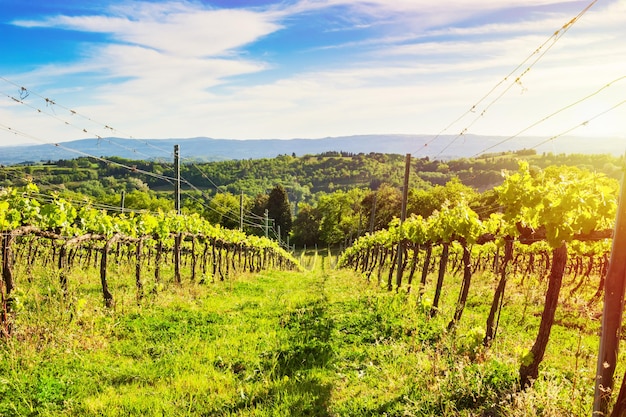 Vinhas jovens na primavera na Toscana, Itália.