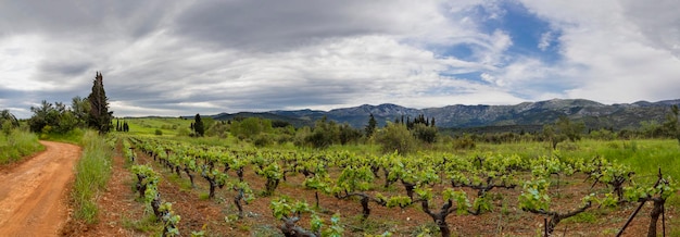 Vinhas na aldeia grega na ilha de Evia na primavera na Grécia