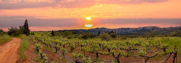 Vinhas na aldeia grega na primavera ao pôr do sol