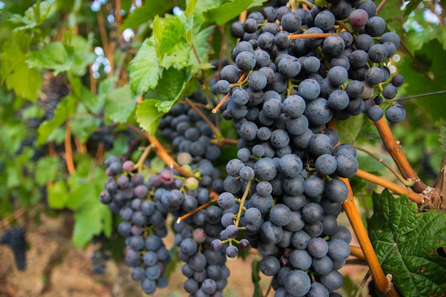 Vinhas na colheita de outono. Grandes cachos de uvas para vinho tinto.