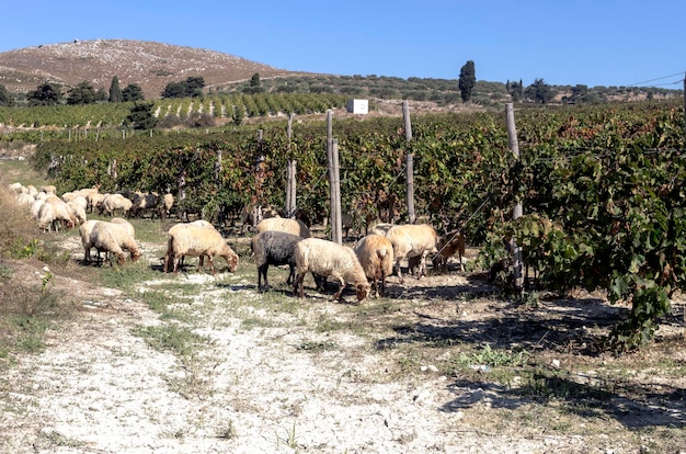 Vinhas na zona rural montanhosa no outono e pastoreio de ovelhas Creta Grécia