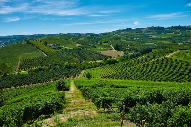 Vinhas nas colinas na província de Piemonte, na Itália.