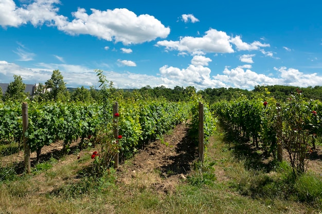 Vinhas no sopé do Cáucaso contra o céu azul..