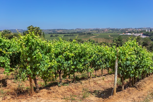 Vinhas portuguesas da zona alentejana.