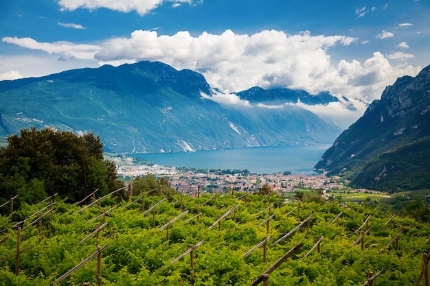 Vinhas verdes com Riva del Garda e montanhas ao fundo, Trentino, Itália