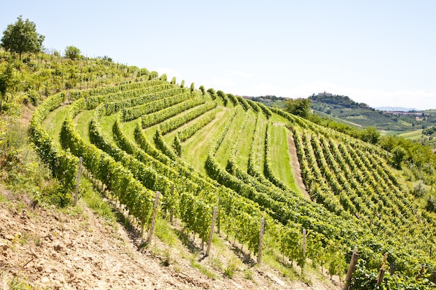 Vinhedo Barbera durante a primavera, área de Monferrato, região de Piemonte, Itália