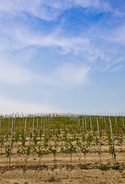 Foto vinhedo barbera durante a primavera, área de monferrato, região de piemonte, itália