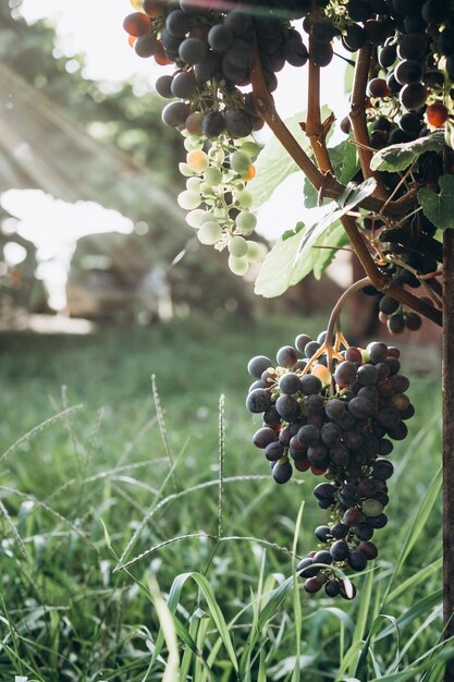 Vinhedo com uvas maduras no campo ao pôr do sol