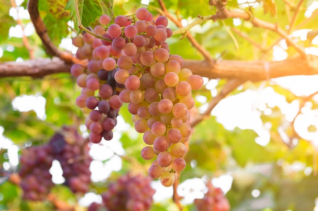 Vinhedo com uvas maduras prontas para serem vendidas