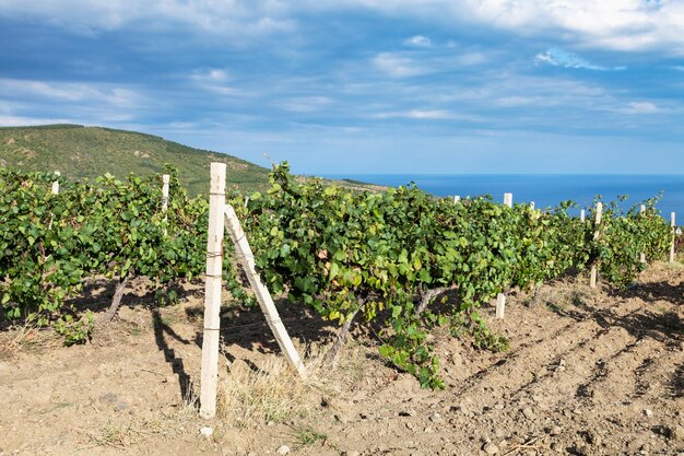 Vinhedo da fazenda vinícola na costa do mar negro