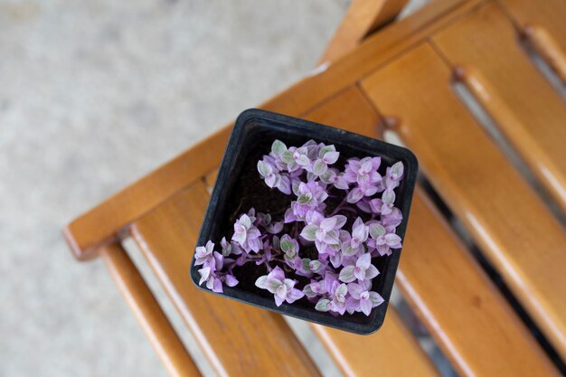 Foto vinhedo de tartaruga com pequenas folhas cor-de-rosa callisia semente cup com planta de callisia