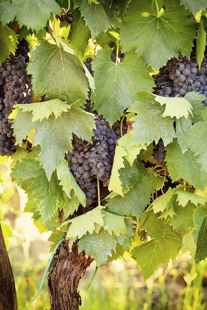 Vinhedo de Tuscan com uvas vermelhas.