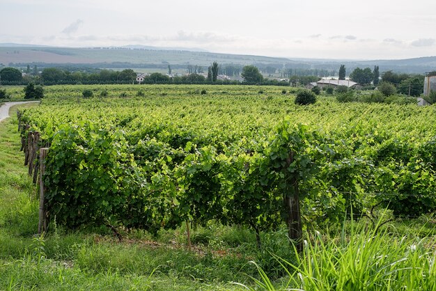 Vinhedo de verão verde em dia nublado