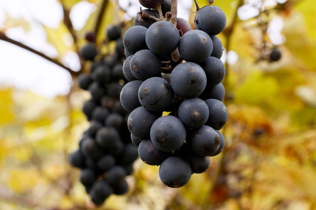 Vinhedo e uvas maduras no outono Belos cachos de uvas maduras closeup