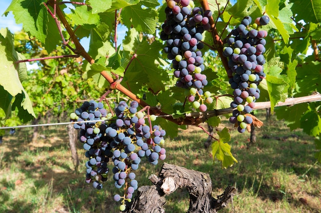 Vinhedo para a produção de vinho