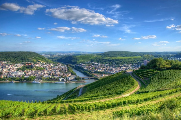 Vinhedo perto de Burg Ehrenfels Ruedelsheim Hessen Alemanha