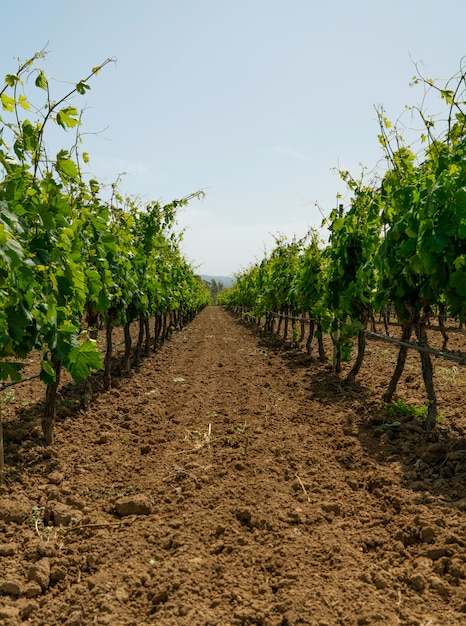 Foto vinhedo pronto para produzir vinho