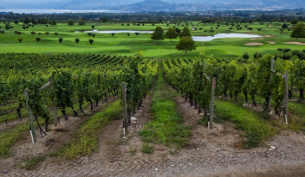 Vinhedos de Kelowna. Paisagem de vinhedos na Colúmbia Britânica, Kelowna, Canadá