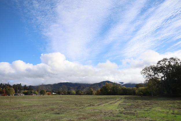 Vinhedos em napa Califórnia