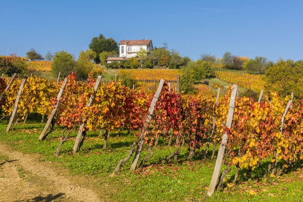 Vinhedos em Piemonte