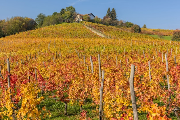 Vinhedos em Piemonte