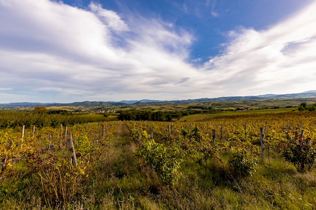 Vinhedos em Zupa Aleksandrovac Sérvia