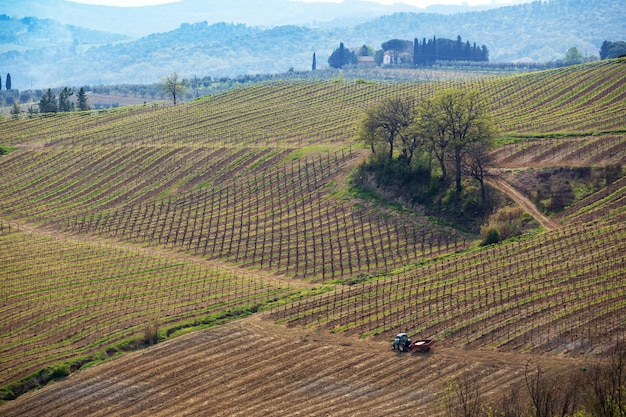 Vinhedos nas colinas da Toscana