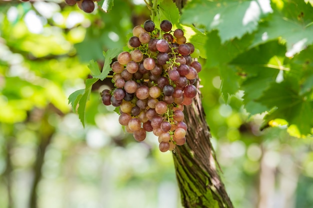 Vinhedos no outono - as uvas fecham-se acima.