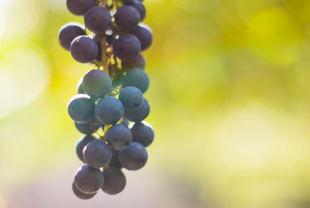 Vinho maduro cacho de uvas no outono ao sol com desfoque de fundo