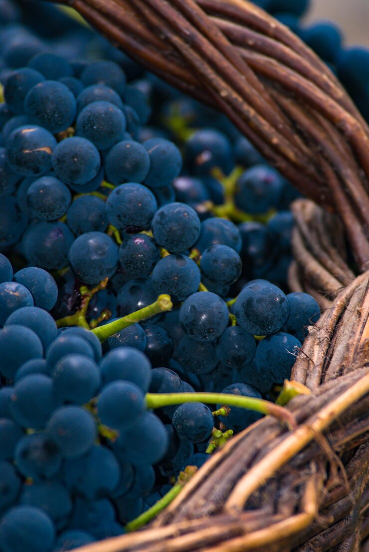 Foto vinicola panceri 180108