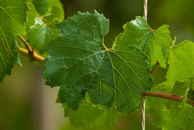 Foto vinicola panceri 180108