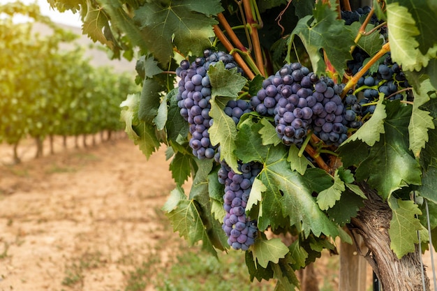 Vino de Rioja viñedo ecológico